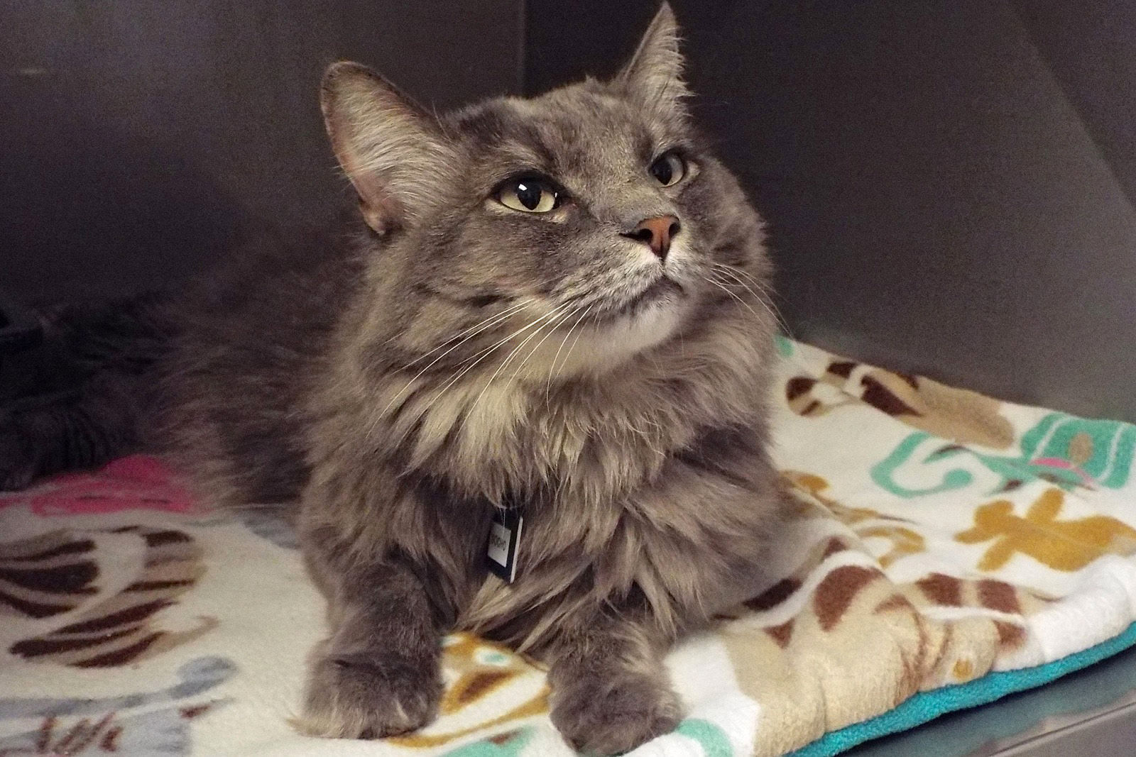 Adopt A Friend: Socho